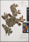 Foto von Salix cinerea L.